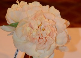 20150516 142 2015 american peony society convention favorite show flowers peony early canary (1)